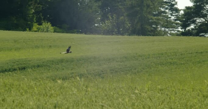 An eagle flies over a wheat field, looking for prey