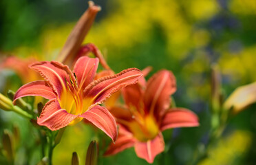 Close-up of an orange daylily that has opened its petals against a bright yellow background in the sun