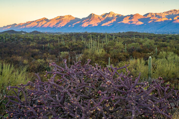 Obraz premium Sunrise at Saguaro National Park in Southern Arizona