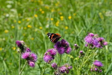 A red admiral butterfly on a thistle flower