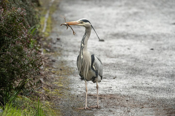 Heron on a path in a park, eating a frog, close up, in Scotland in spring