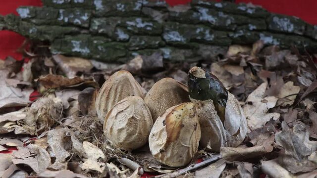 growth of fungi on a background of dry leaves and bark, Phallus impudicus, Phallus hadriani