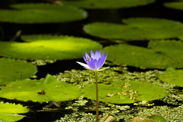 water lily in the pond