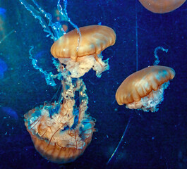 Jellyfish in Motion 