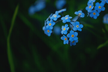 Blue flowers on a green background.