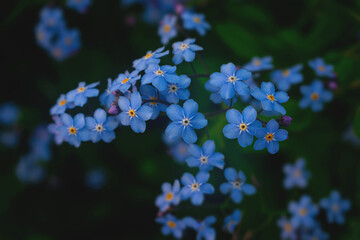 Blue flowers in the spring forest.