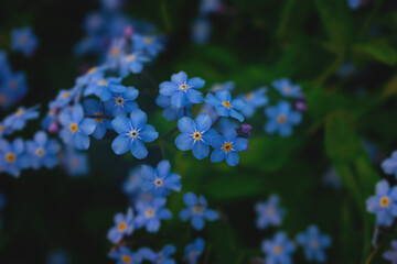 Blue flowers in the spring forest.