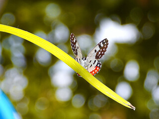 butterfly on a leaf