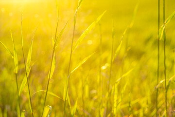 golden wheat field in summer