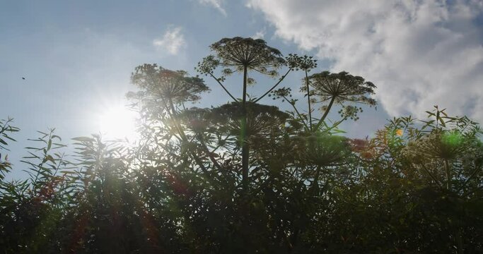 Tall Heracleum flower is a dangerous plant. on a background of blue sky.