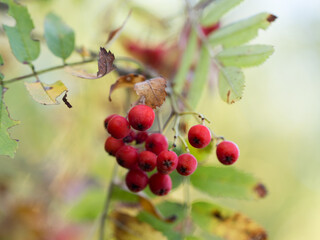 Ripe red rowan berries in late autumn