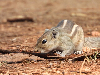 CHIMPUCK - STRIPED SEQUIRREL