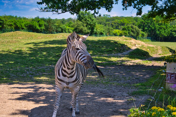 Zebra