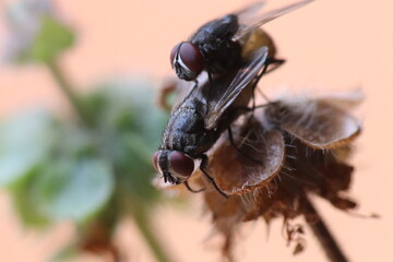 close up of a fly - MATING 
