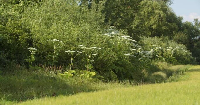 Tall hogweed flower - a dangerous plant