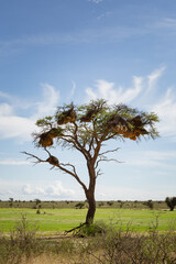 acacia tree in the african savanna