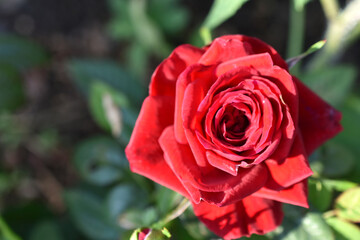 Red large rose flower in the afternoon in the garden