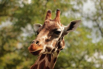 Portrait of a giraffe in the zoo