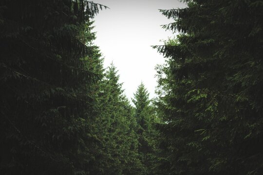 misterious morning in the mountains forest