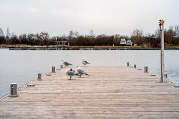 Group of seagulls sitting on a sea wooden pier (911)