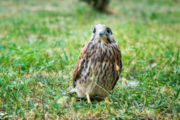 Falcon on the grass, Bird in the green grass on the ground