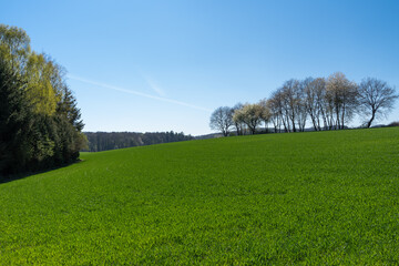 Obraz premium Many trees on the green hill with beautiful blue sky 