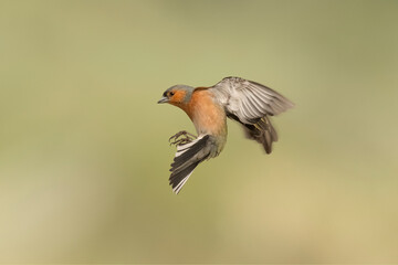 Chaffinch, male, flying, close up in a forest in scotland in the spring