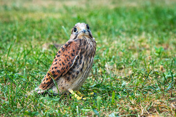 Falcon on the grass, Bird in the green grass on the ground