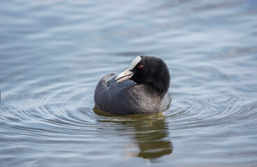 Coot on a loch close up in Scotland