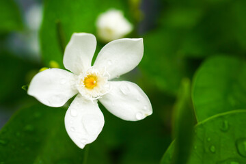 white flower with water drops