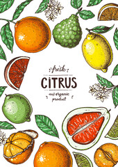 Fresh citrus frame. Hand drawn vector illustration. Organic food, citrus design template. Colored illustration. Citrus collection.