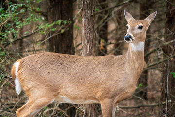 Young Doe at Chickasaw National Recreation Area, Oklahoma
