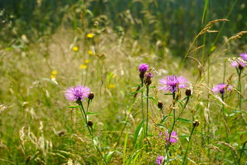 Blühwiese mit rosa Blüten der Wiesen-Flickenblume im Sommer, Artenschutz, Bienenweide, Bienenrettung 