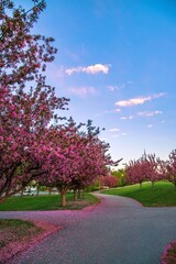 Pink Flowers Lining A Park Pathway