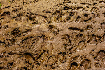 traces of man in the mud