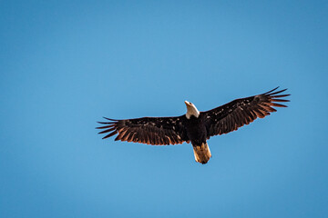 A bald eagle flies overhead with its wings extended against a blue sky