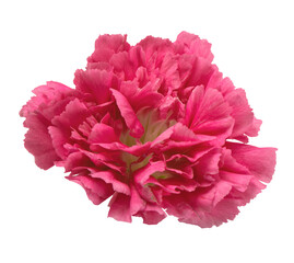 Carnation flower pink isolated white background