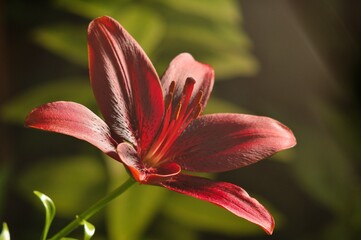 Piękny czerwony kwiat lilii azjatyckiej 