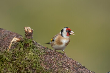 Goldfinch on a tree trunk, close up, in a forest, in Scotland in the spring, eating