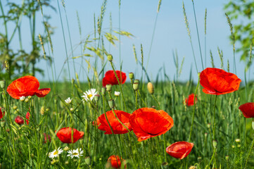 Red poppies and chamomiles with green grass in the meadow. Summer wildflowers meadow flowers on a background of blue sky