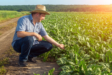 Naklejka na ściany i meble A senior farmer in beets field checks the future crop during the growing season. Plantation care idea