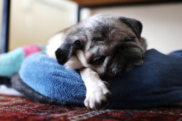 Un chien dort dans son coussin
