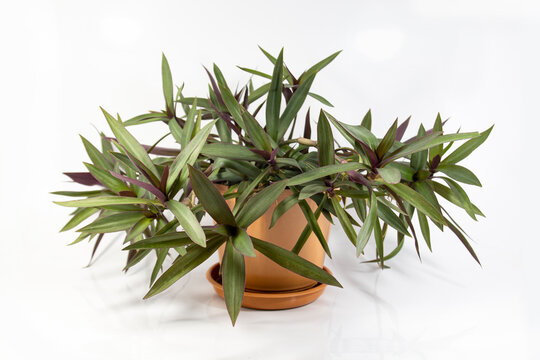Rhoeo plants in a pot, Tradescantia spathacea, Boat Lily, Moses in a Basket, Moses-in-the-Cradle, Oyster Plant, White-flowered; two colored foliage, being green on top and purple underneath.
