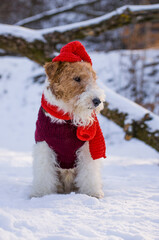 Wire-haired fox terrier in Christmas outfit