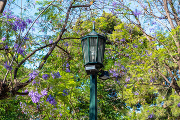 Street lantern, Jacaranda tree with purple flowers background.
