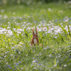 Eichhörnchen im Gras