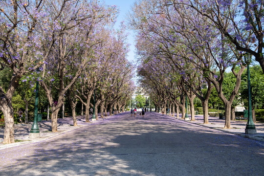 Jacaranda mimosifolia trees on street that drives to Zappeion Megaron Athens, Greece.