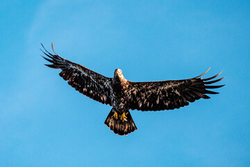 A bald eagle soars in the sky and hunts on the water as it catches fish in the lake