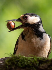 A great spotted woodpecker with a hazelnut in its beak.