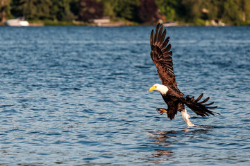 A bald eagle soars in the sky and hunts on the water as it catches fish in the lake